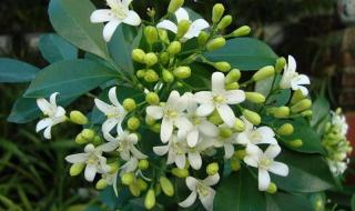 九里香花适合在室内养吗