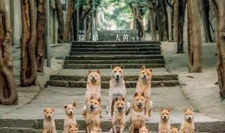 忠犬八公冯小刚剧情介绍